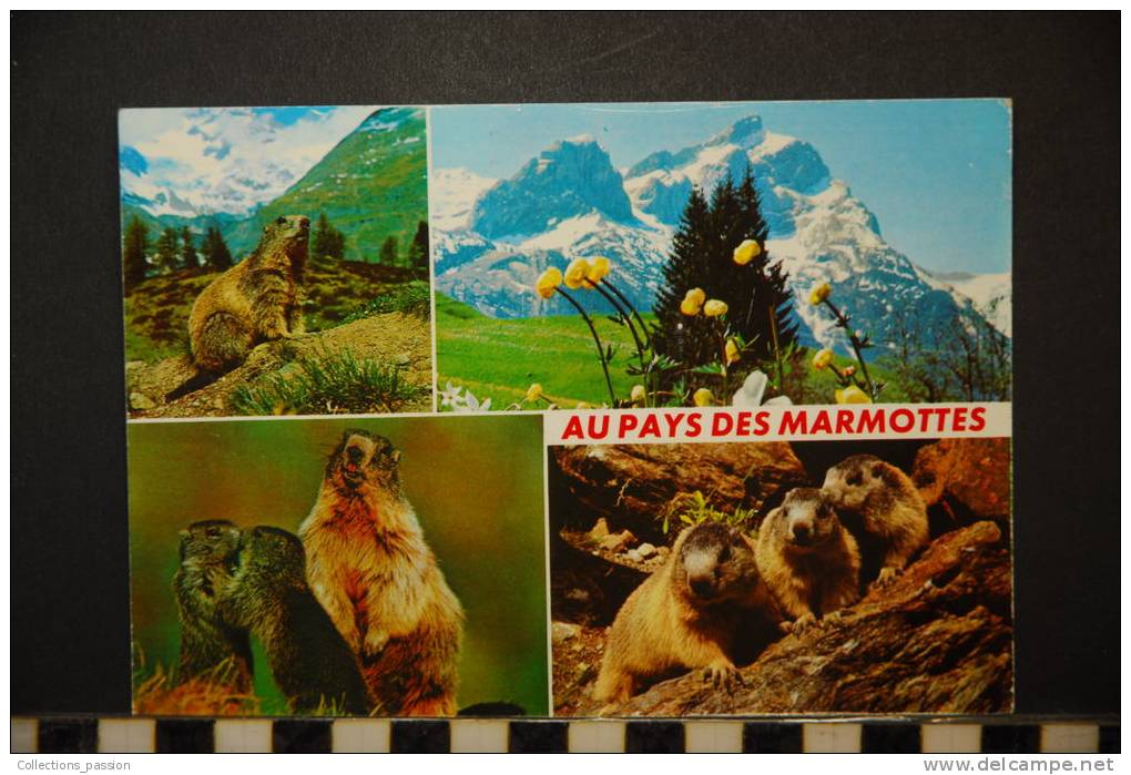 CP, MARMOTTES AU PAYS DES MARMOTTES - Elevage