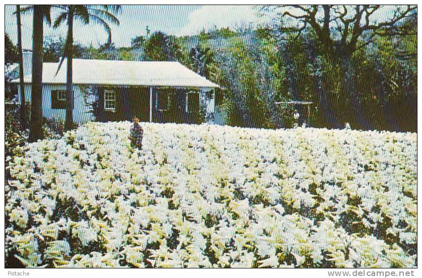 Bermudes Bermuda - Lily Field Lys - Horticulture - Flowers - Unused - Neuve - Bermuda