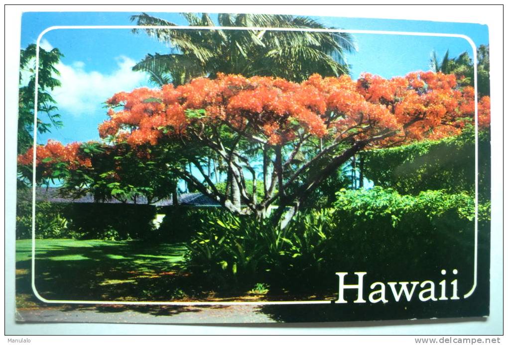 Hawaii - The Flame Tree - Big Island Of Hawaii