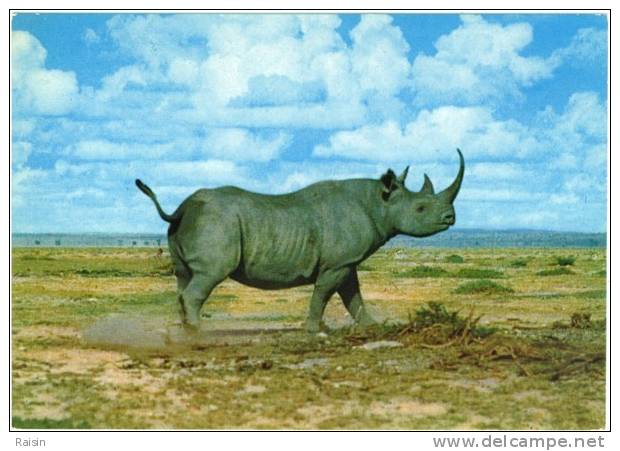 Rhinocéros  Afrique  Carte  Non Circulé TBE - Rhinoceros