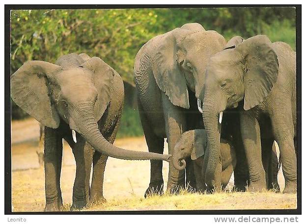 Elephant Loxodonta Africana South Africa 1998 - Elefanti