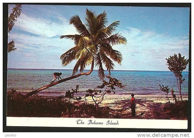 The Bahama Island Bahamian Climbs For A Coconut 1981 - Bahamas