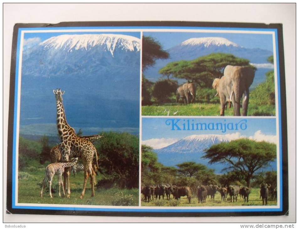 CARTOLINA KENIA KILIMANJARO ELEFANTI GIRAFFE - Kenia