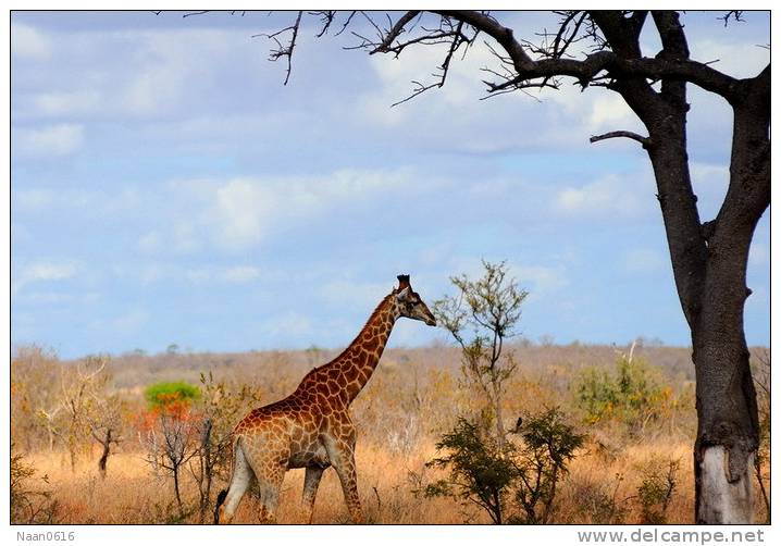 [NZ04-023  ]  Camelopardalis Giraffe  Girafe , Postal Stationery -Articles Postaux -- Postsache F - Jirafas