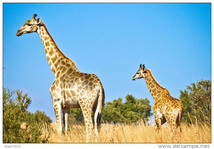 [NZ04-024  ]  Camelopardalis Giraffe  Girafe , Postal Stationery -Articles Postaux -- Postsache F - Jirafas