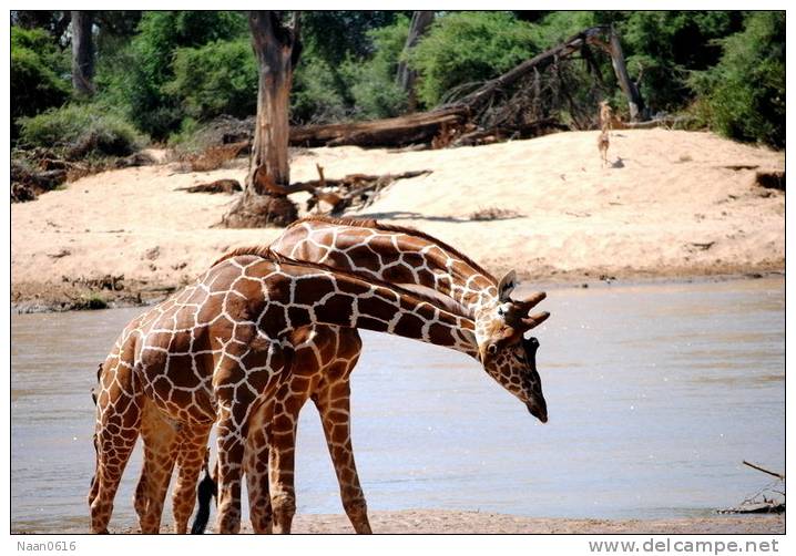 [NZ04-033  ]  Camelopardalis Giraffe  Girafe , Postal Stationery -Articles Postaux -- Postsache F - Giraffes