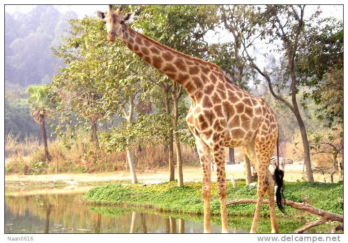 [NZ04-037  ]  Camelopardalis Giraffe  Girafe , Postal Stationery -Articles Postaux -- Postsache F - Jirafas