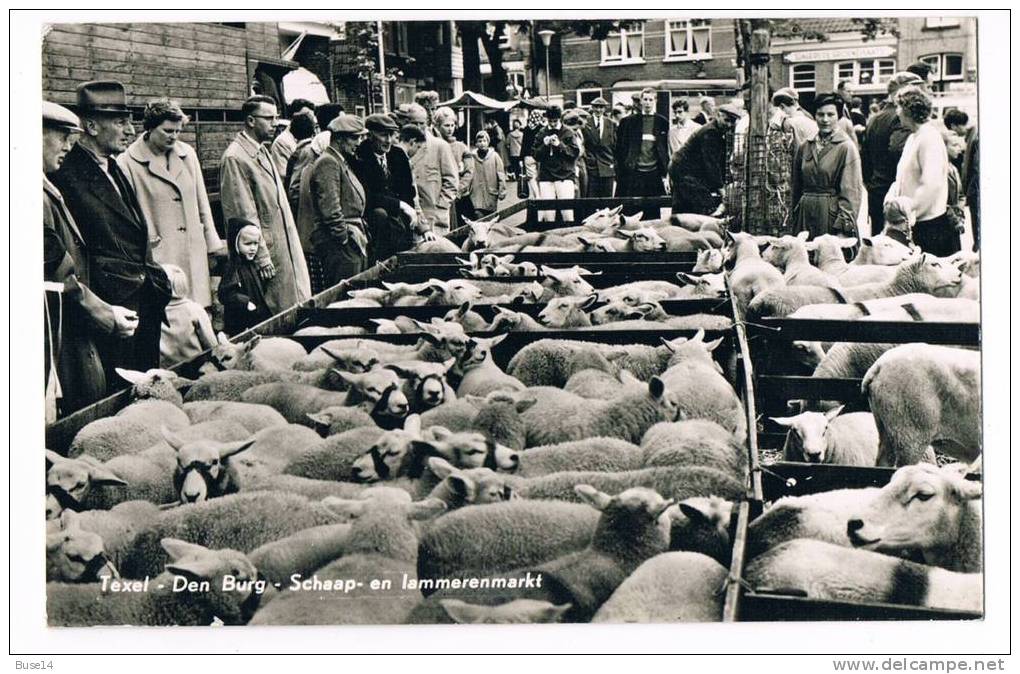 Cpsm Pays Bas Texel Den Burg Schaap En Iammerenmarkt - Texel