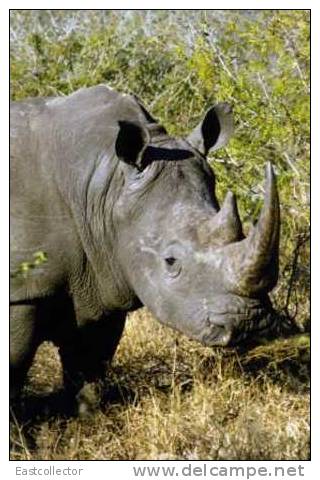 Post Stamp Card 0624 Fauna  Alligator Rhinoceros - Rhinoceros