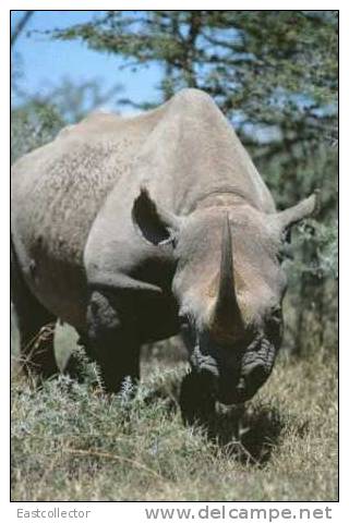 Post Stamp Card 0624 Fauna  Alligator Rhinoceros - Rhinoceros
