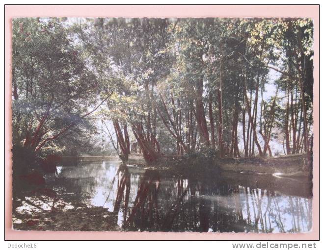 TANNAY - Les Bords De L´Yonne - CPSM Dentelée - Tannay