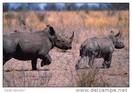 Post Stamp Card 0624 Fauna  Alligator Rhinoceros - Rinoceronte