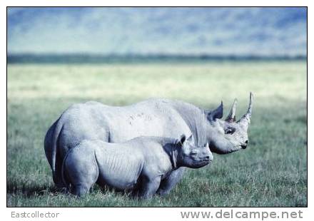 Post Stamp Card 0624 Fauna  Alligator Rhinoceros - Rinoceronte