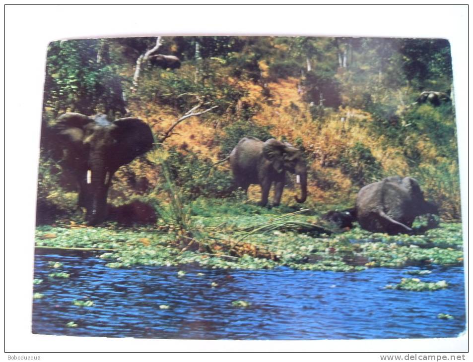 CARTOLINA KENIA/UGANDA ELEFANTI NEL KAZINGA CHANNEL - Kenya