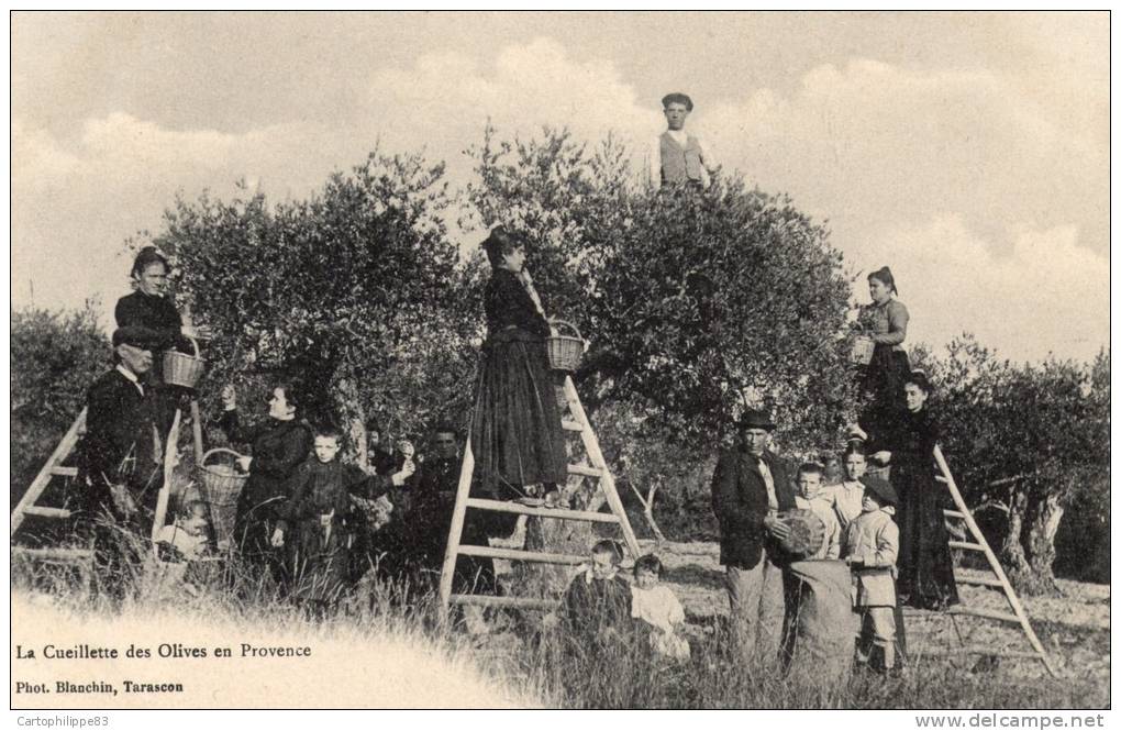 AGRICULTURE CUEILLETTE DES OLIVES EN PROVENCE - Cultures