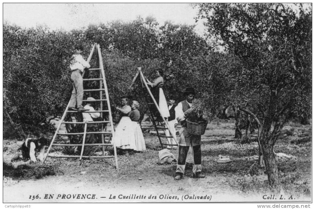 AGRICULTURE CUEILLETTE DES OLIVES EN PROVENCE - Cultures