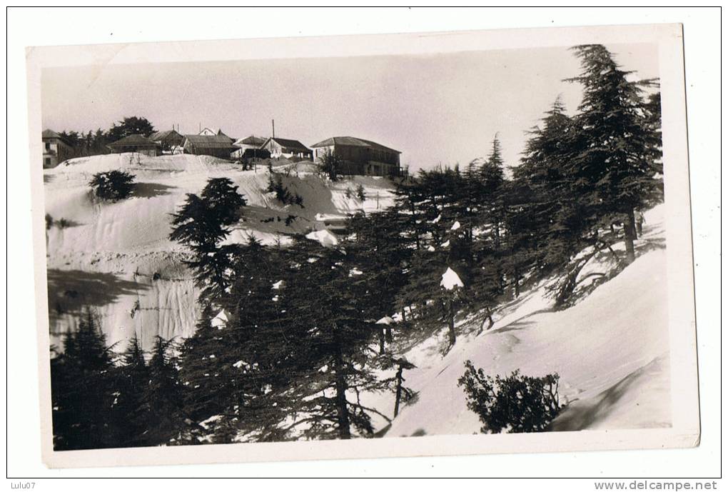 Algérie     Chréa   Sous La Neige          Carte Photo - Altri & Non Classificati