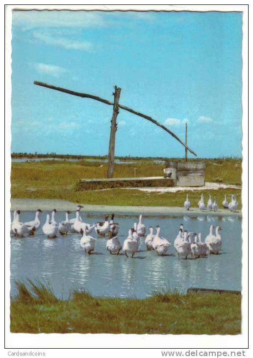 Motiv Aus Dem Burgenland - Ziehbrunnen Gänse - Sonstige & Ohne Zuordnung