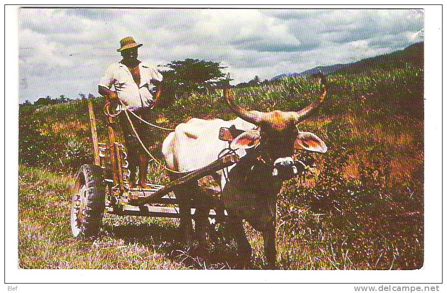 TRINIDAD & TOBAGO, B. W. I. Bull Carts Are Still Driven By Peasants On Trinidad Sugar Estates; Attelage & Boeuf;Sucre;TB - Trinidad