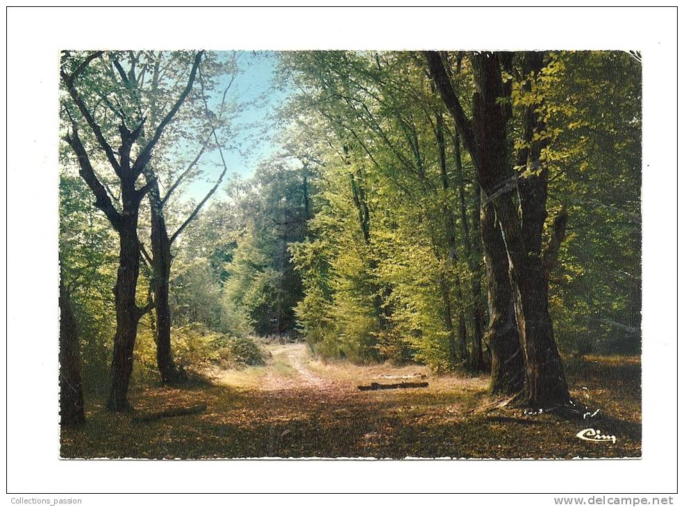Cp, Bourgogne, Sous-Bois Dans Le Morvan, Voyagée 1986 - Bourgogne