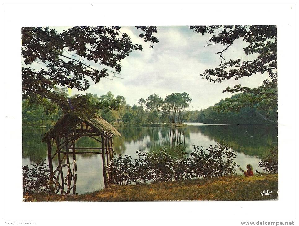 Cp, Limousin, Il S"allonge Telle Une Gigantesque Pieuvre Entre Les Bois De Chênes Et De Bouleaux... - Limousin