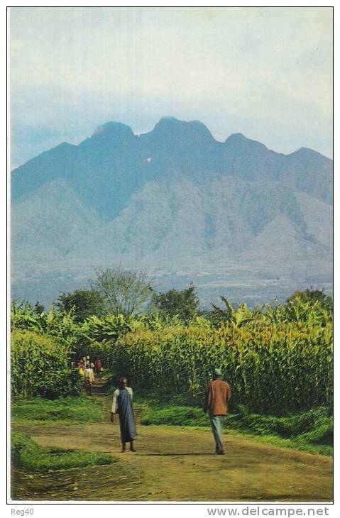 AFRIQUE  - Le  Volcan BISOKE   - RWANDA   -  GF - Rwanda