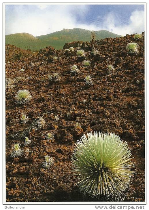 Plante 'Ahinahina' Hawaii, Maui / Haleakala Crater / Flowering Bunch Grasses, Cinder Fields / Sol, Cendres, Volcans - Maui