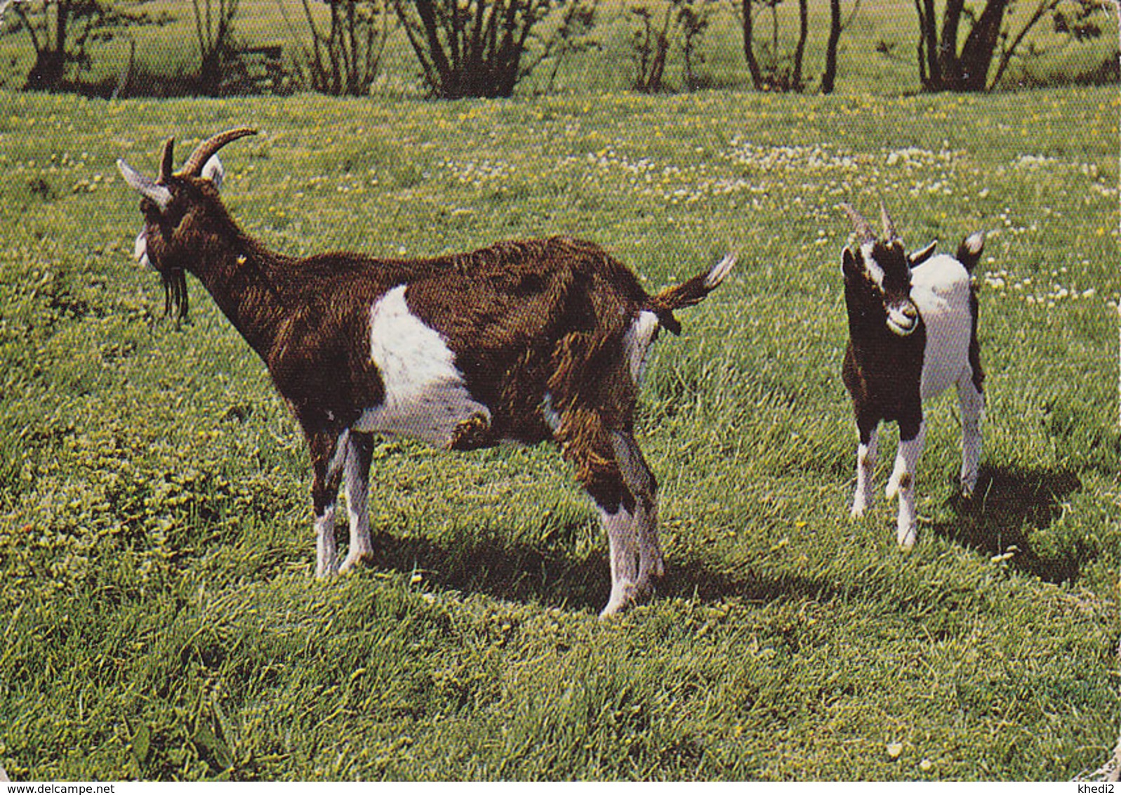 Carte Postale CP - ANIMAL - CHEVRE - GOAT Postcard - ZIEGE Postkarte - 03 - Autres & Non Classés