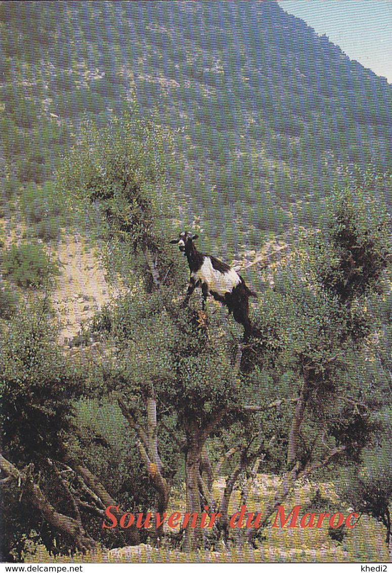 Carte Postale Maroc - ANIMAL - CHEVRE - GOAT Animal Postcard - ZIEGE Tier Postkarte - 04 - Other & Unclassified