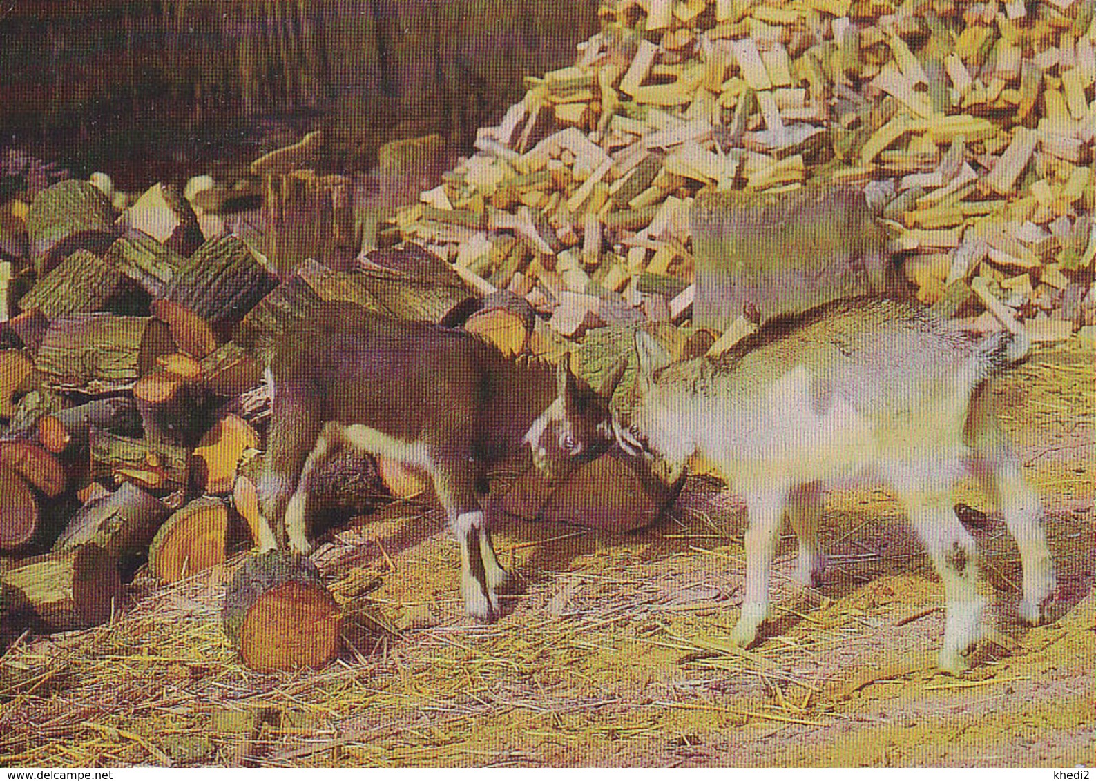 Carte Postale Allemagne - ANIMAL - CHEVRE / Combat De Chèvres - GOAT Animal Postcard - ZIEGE Tier Postkarte - 05 - Andere & Zonder Classificatie