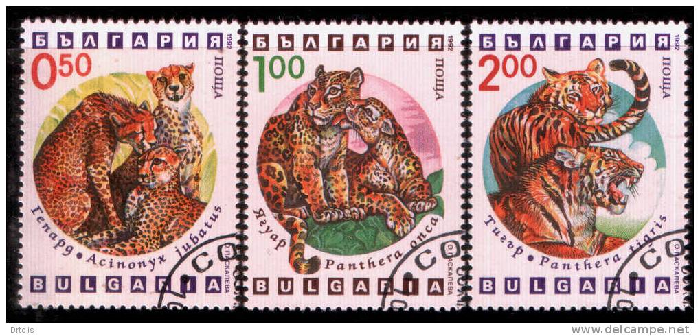 WILD CATS / BULGARIA / 3 VFU STAMPS  . - Big Cats (cats Of Prey)