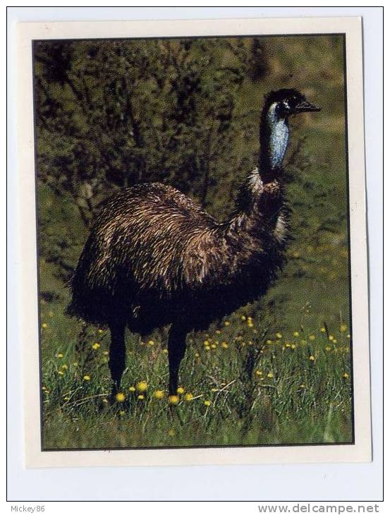 PANINI--Animals Of The World--n° 149----oiseau - Edición  Inglesa