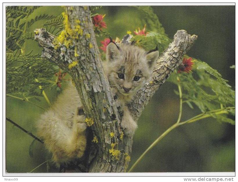 Lynx - A Young Lynx On Tree, Sweden - Sonstige & Ohne Zuordnung