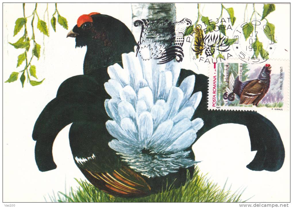 Romania 1990,CM,MAXICARD,CARTES MAXIMUM,"LYRURUS TETRIX", Cock, Rooster , Grouse . - Hühnervögel & Fasanen