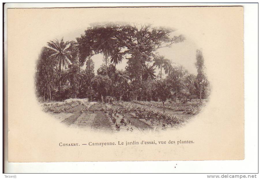 CPA Précurseur De Conakry (Guinée): Camayenne. Le Jardin D'essai, Vue Des Plantes. - Guinee