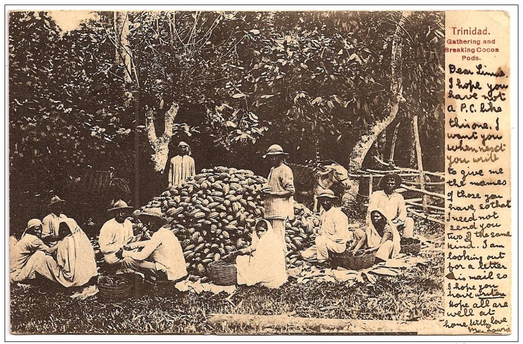 TRINIDAD - Gathering And Breaking Cocoa Pods / Cabosses De Cacao +++ ANIMÉE, 1903 +++ Vers Edimbourg, Écosse +++ - Trinidad