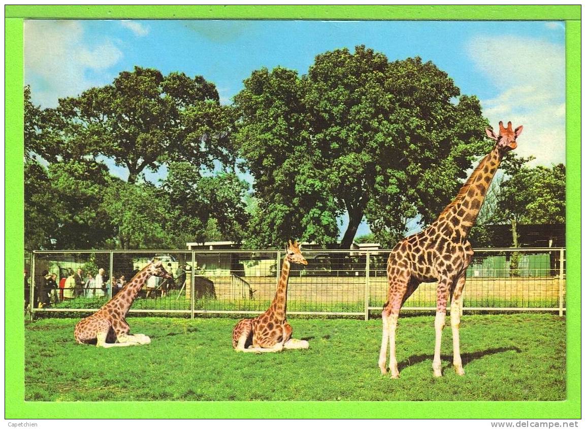 GIRAFFES IN THE SCOTTISH ZOO PARK / EDINBURGH / Carte écrite - Girafes