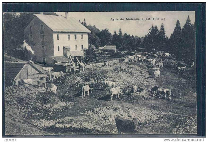 Vallée De Joux, Asile Du Molendruz, Troupeau De Vaches, - Autres & Non Classés