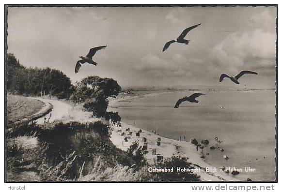 D-24321 Hohwacht - Ostseebad - Blick Vom Hohen Ufer - Birds - Luetjenburg