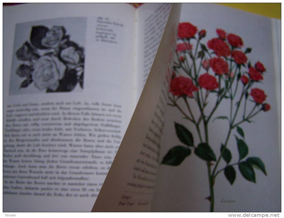 Die Rose TANTAU WEINHAUSEN - 1956 VERLAG EUGEN ULMER - Relié - 10 Farbtafeln - 46 Textabbildungen - - Natuur
