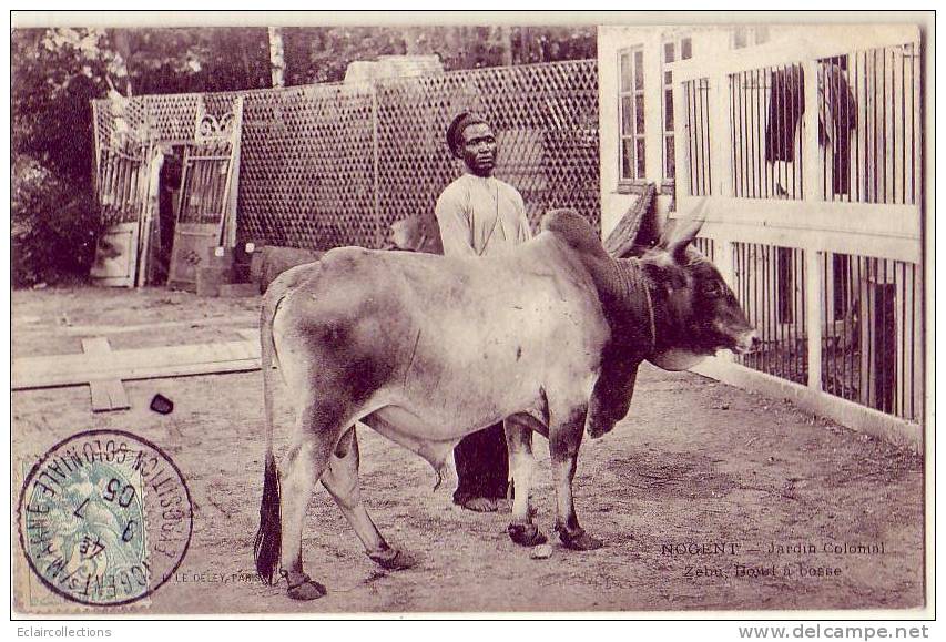 Nogent Sur MARNE...94...Jardin Colonial    Un Zébu.. Boeuf A Bosse - Nogent Sur Marne