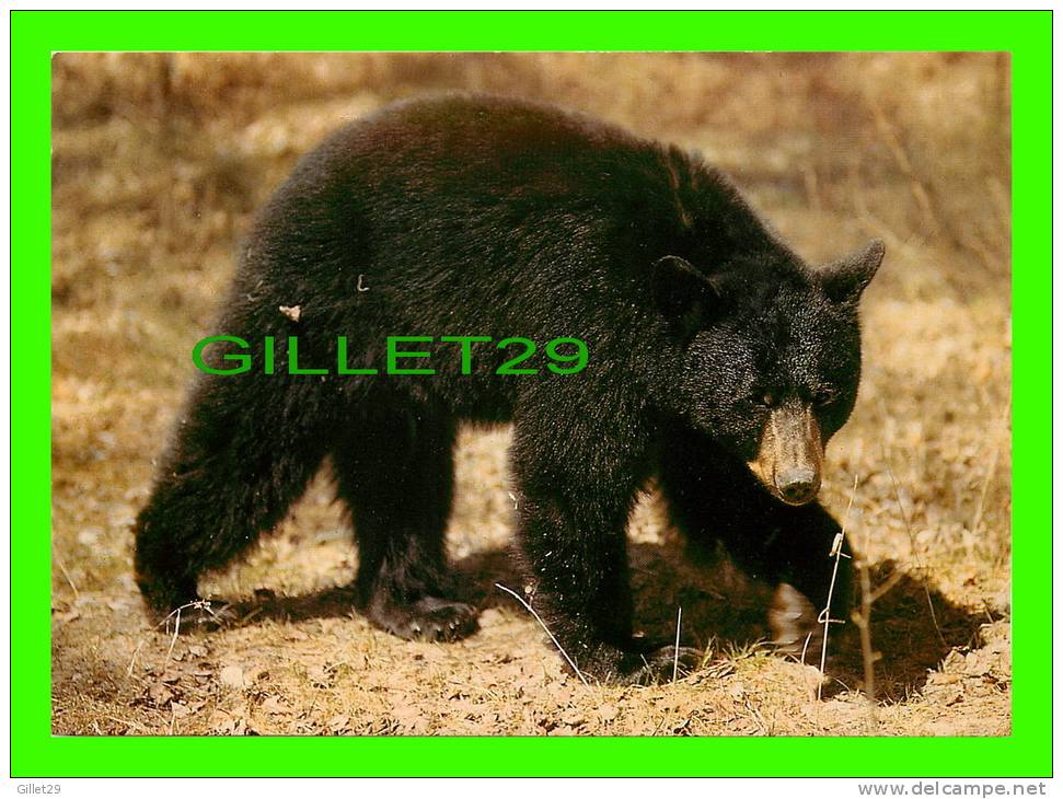 OURS - BLACK BEAR - OURS NOIR - PHOTO HALLLE FLYGARE - - Osos