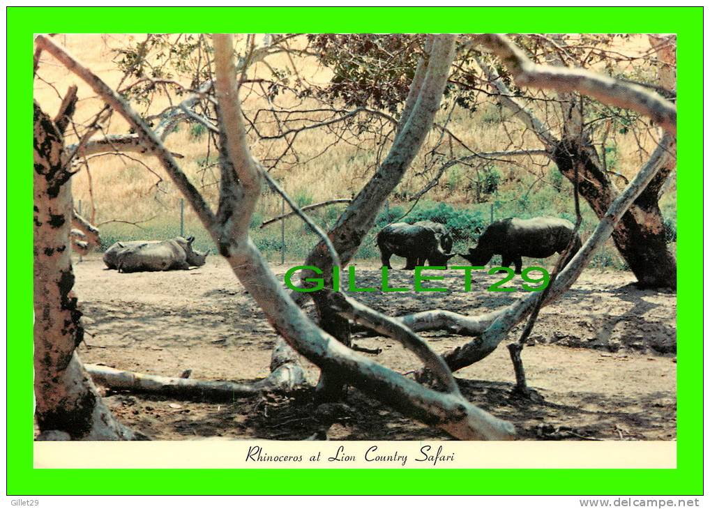 RHINOCÉROS AT  LION COUNTRY SAFARI, CALIFORNIA - - Rhinozeros