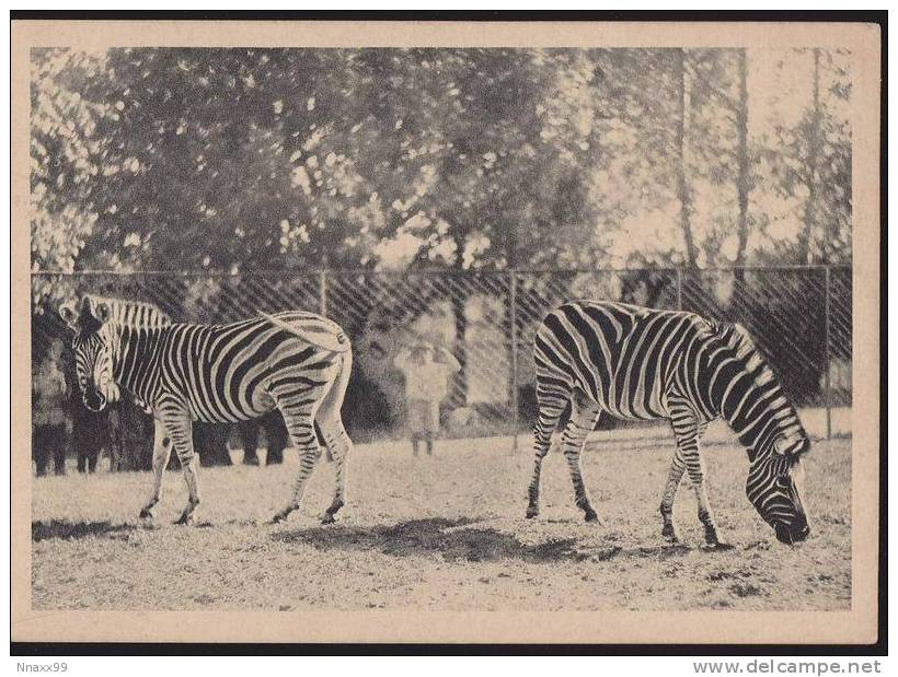 Zebra - Two Zebras, Moscow Zoo, Russia, 1928, Vintage Postcard - Zebras