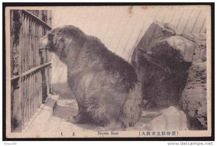 Bear - Ours - A Brown Bear In Cage, Osaka Municipal Tennoji Zoo, Japan, Vintage Postcard - Osos