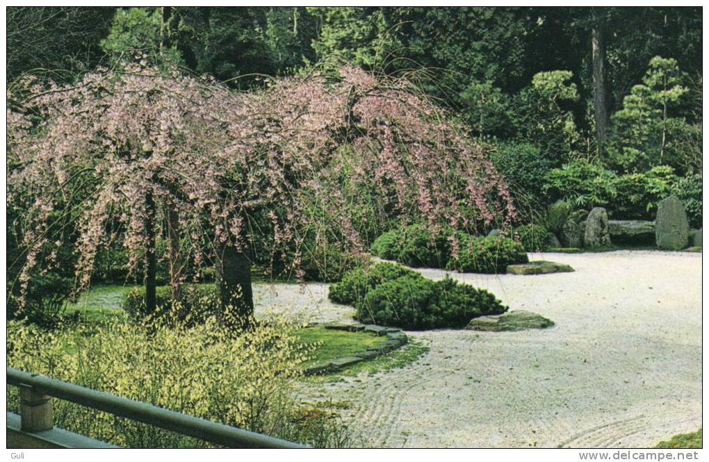 Etats-Unis-OR-Oregon-PORT LAND-The  Japanese Garden -Weeping Japanese Flowering Cherry (Prunus Subbirtella) *PRIX FIXE - Portland