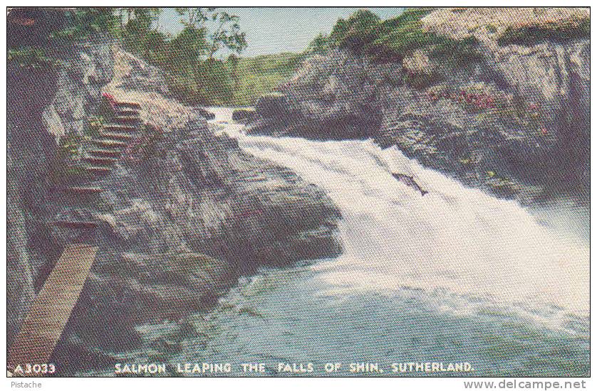 Scotland - Salmon Leaping The Falls Of Shin - Sutherland - Travelled - 2 Scans - Sutherland