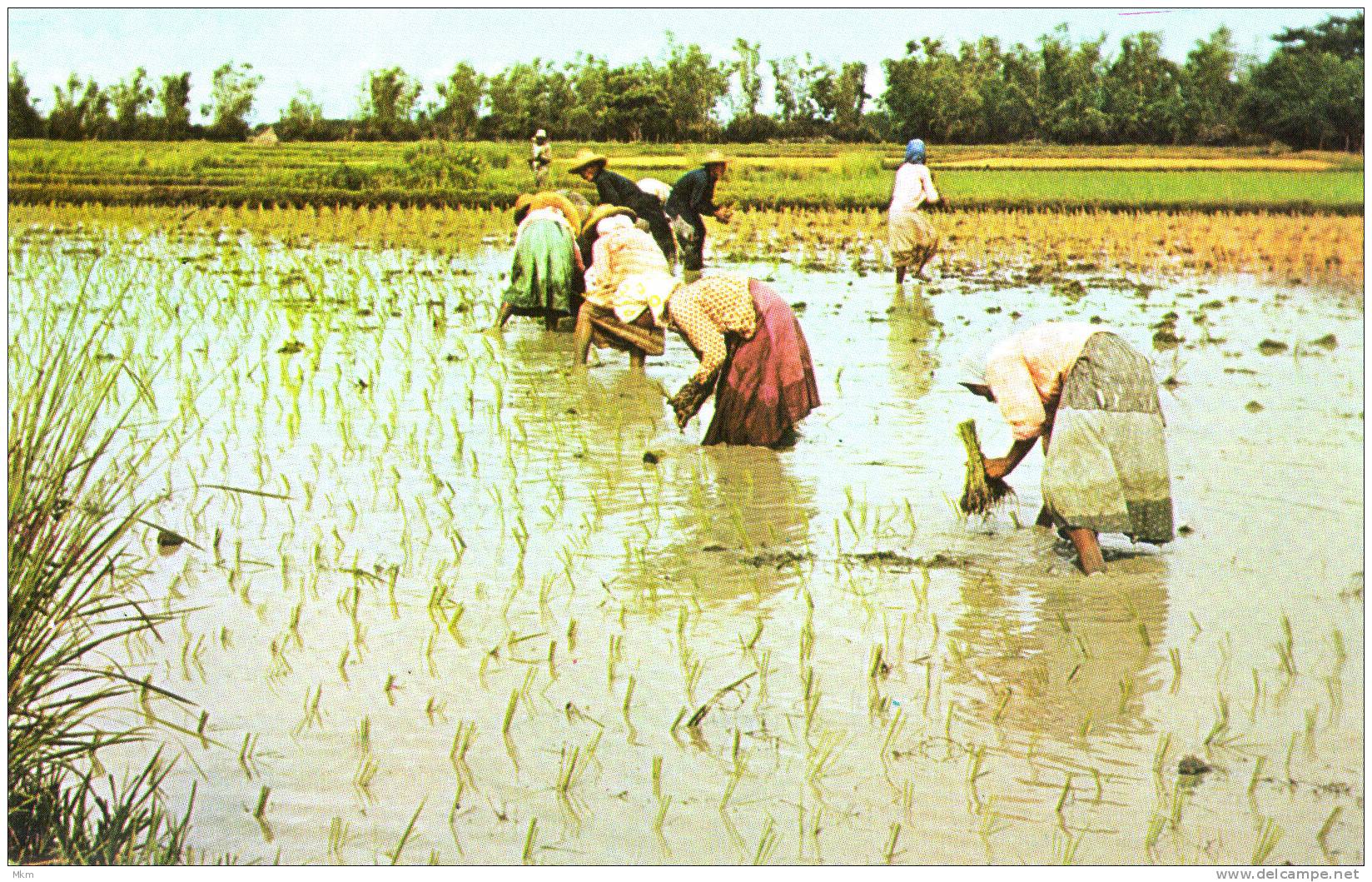 Rice Planters - Philippines