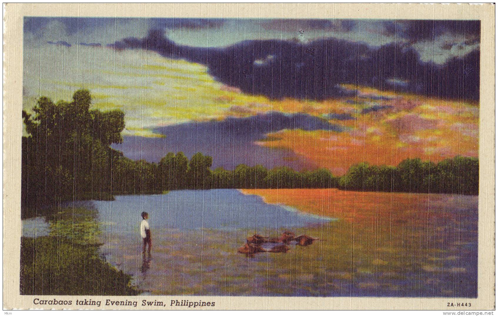 Carabaos Taking Evening Swim - Philippines