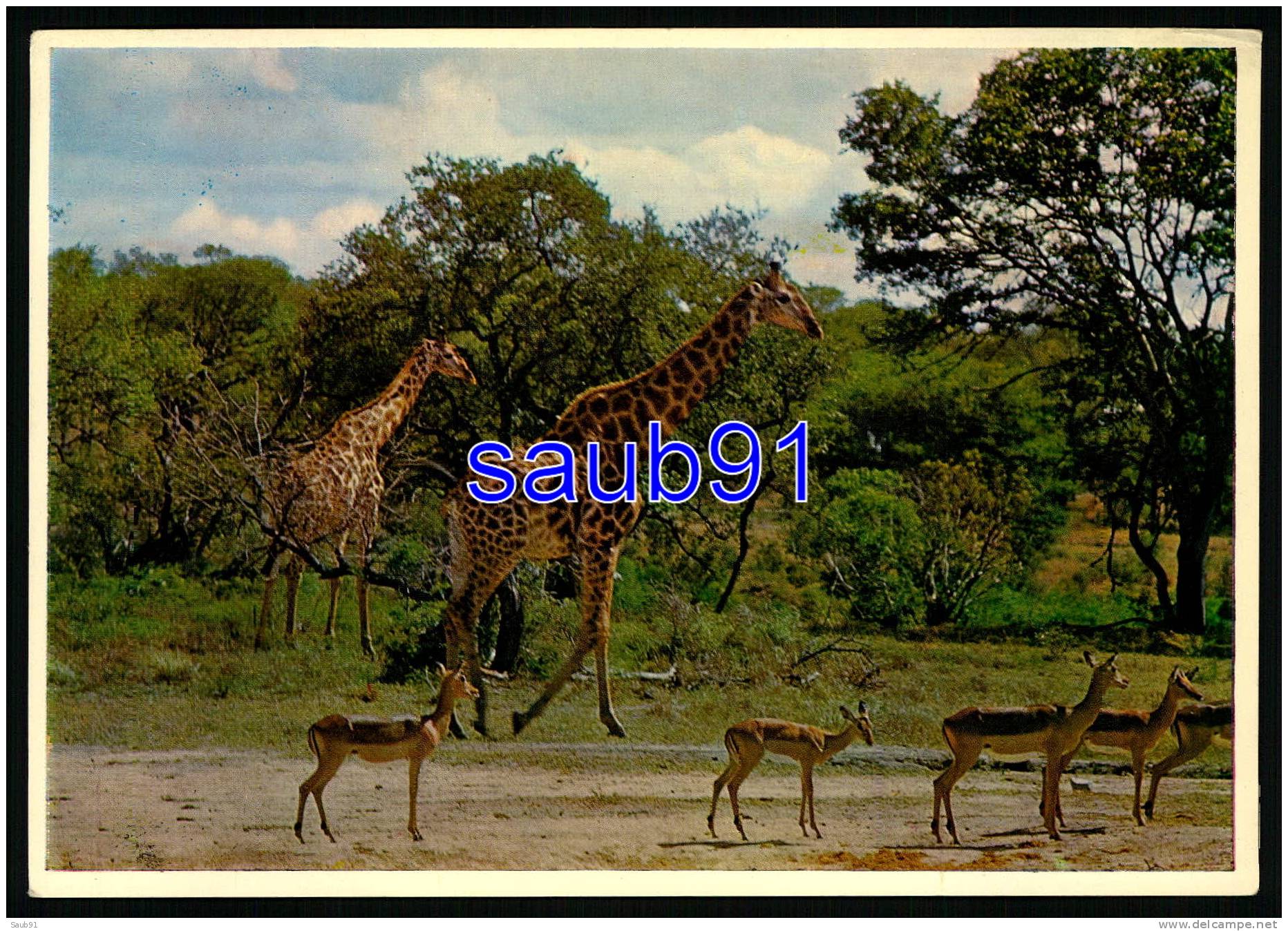Girafes - Afrique Du Sud - South Africa - Réf: 22038 - Girafes